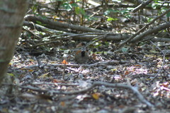 Turnix nigricollis