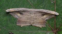 Phalacra