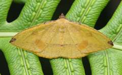 Heterolocha