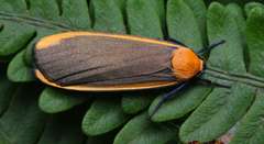 Lithosia subcosteola