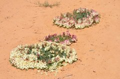 Lechenaultia macrantha