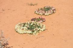 Lechenaultia macrantha