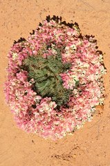 Lechenaultia macrantha