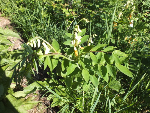 Lathyrus gmelinii