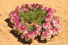 Lechenaultia macrantha