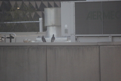 Columba livia domestica