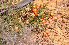 Cheyniana microphylla