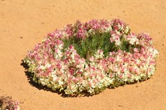 Lechenaultia macrantha