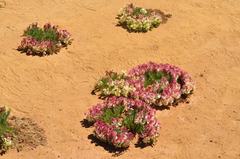 Lechenaultia macrantha