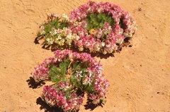 Lechenaultia macrantha