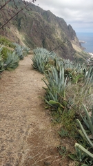 Agave americana image