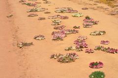 Lechenaultia macrantha