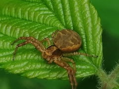 Xysticus lanio