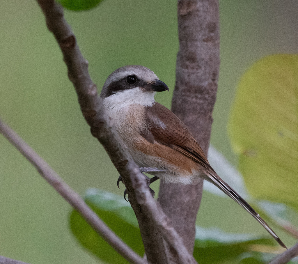 Souza's Shrike