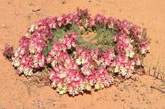 Lechenaultia macrantha