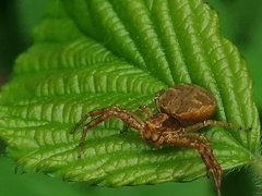 Xysticus lanio
