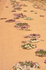 Lechenaultia macrantha