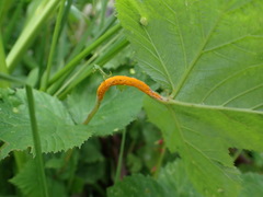 Triphragmium ulmariae