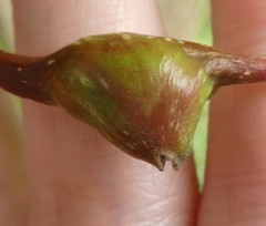 Pemphigus