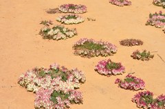 Lechenaultia macrantha