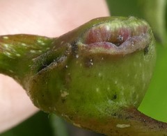 Pemphigus