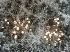Aspergillus