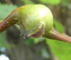 Pemphigus