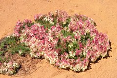 Lechenaultia macrantha