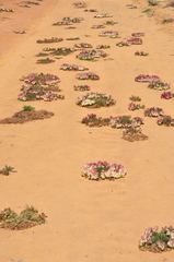 Lechenaultia macrantha