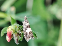 Dichrorampha sequana