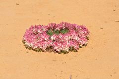 Lechenaultia macrantha