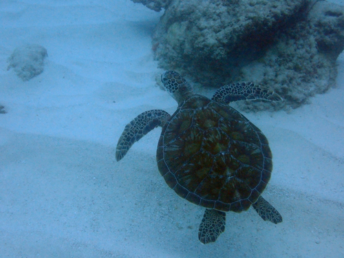Green sea turtle