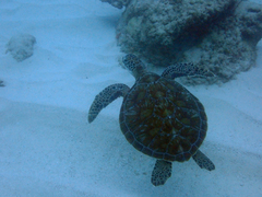 Green sea turtle