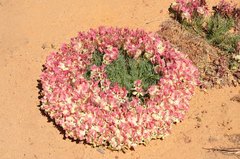 Lechenaultia macrantha