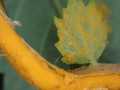 Triphragmium ulmariae