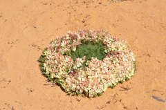 Lechenaultia macrantha