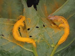 Triphragmium ulmariae