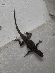 Tropidurus