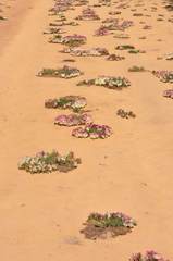 Lechenaultia macrantha