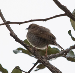 Calamonastes stierlingi