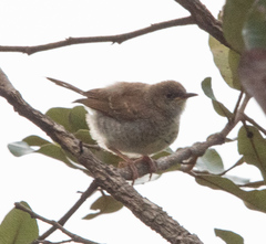 Calamonastes stierlingi