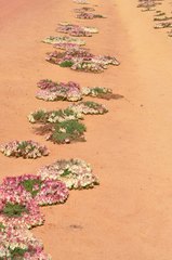 Lechenaultia macrantha