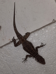 Tropidurus