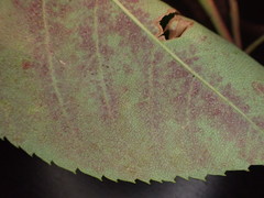 Podosphaera amelanchieris