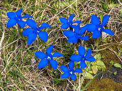 Gentiana verna