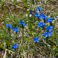 Gentiana verna