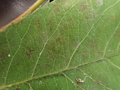 Podosphaera amelanchieris