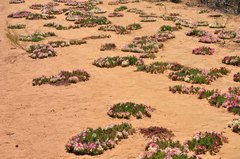 Lechenaultia macrantha