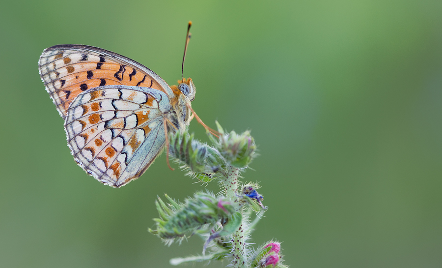 Niobe fritillary