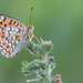 Niobe Fritillary - Photo (c) Paul Cools, some rights reserved (CC BY-NC), uploaded by Paul Cools